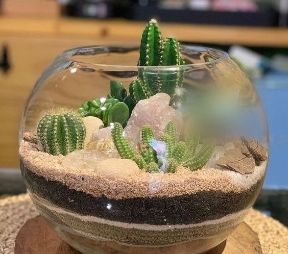Terrario de Cactus