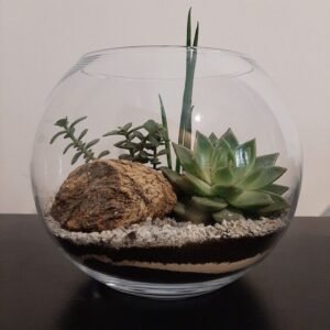 Terrario Minimalista - Allbouquets