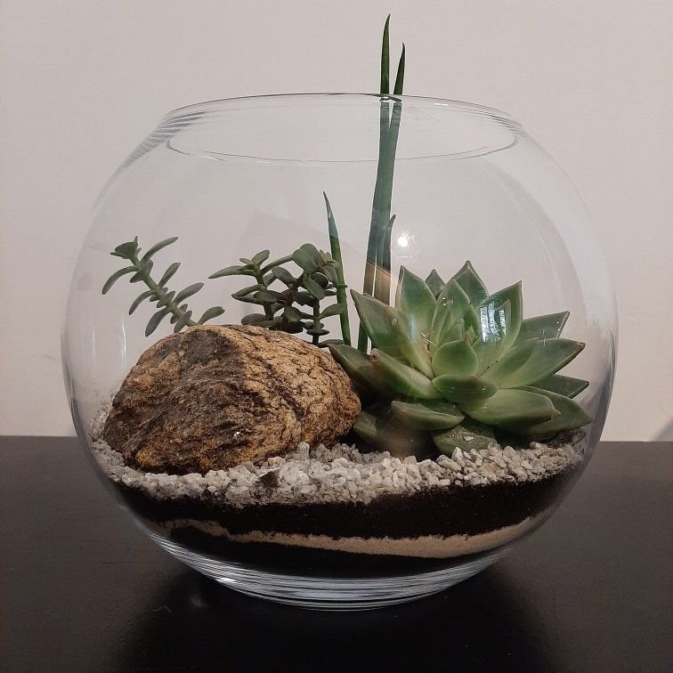 Terrario Minimalista
