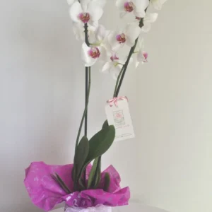 Pureza Blanca