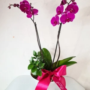 Pasión Fucsia