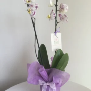 Perla Imperial