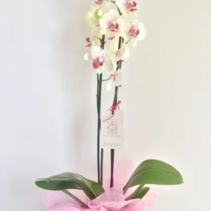 Luz de Primavera