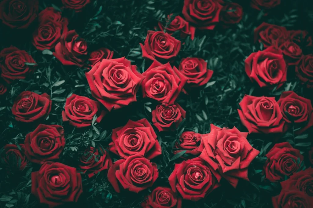 Cómo cuidar rosas en florero: 7 trucos para mantenerlas frescas