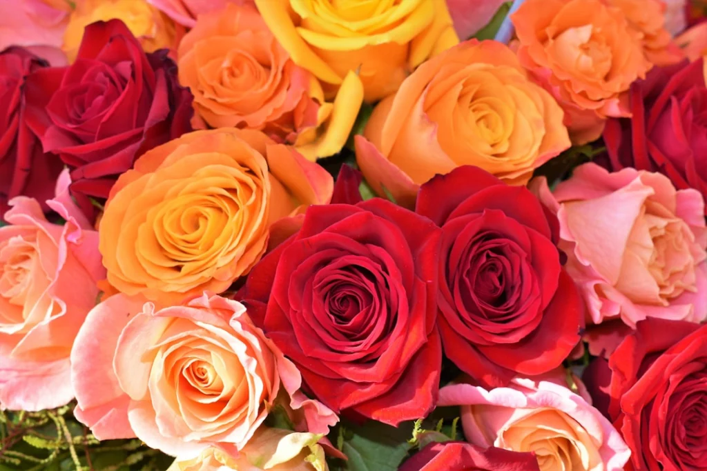 El significado de las rosas según su color: guía completa